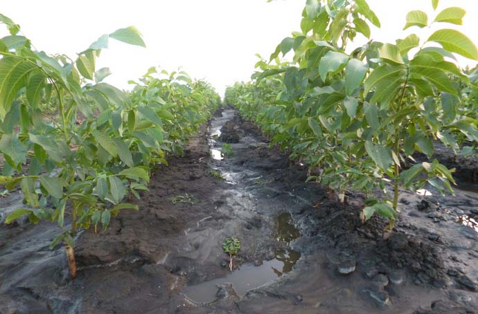 Саженцы грецкого ореха обладают достаточной засухоустойчивостью и не требовательны к качественным показателям грунта