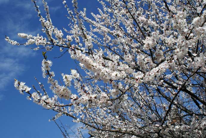 Ранние сорта абрикоса пользуются неизменной популярностью у белорусских садоводов благодаря способности формировать урожай в максимально короткие сроки