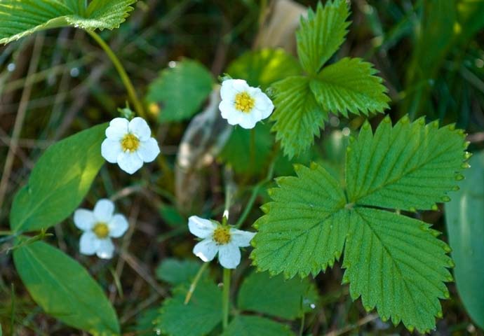 Сорт «Золушка» характеризуется устойчивостью к поражению мучнистой росой