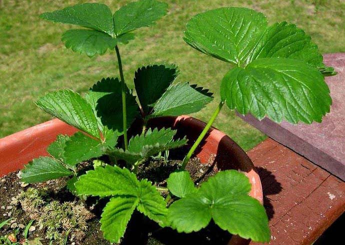 Несвоевременное осуществление посадки не позволяет растениям заложить полноценные цветковые почки для формирования урожая