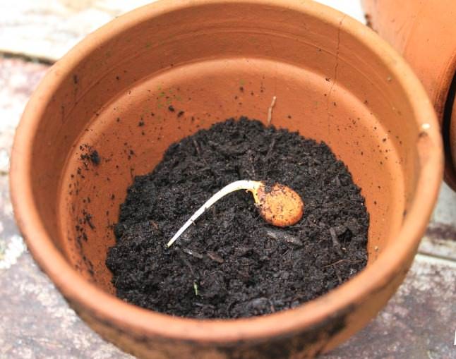 Сажать косточку сорта «Флеминг Фьюри» можно после того, как она лопнула и появился росток