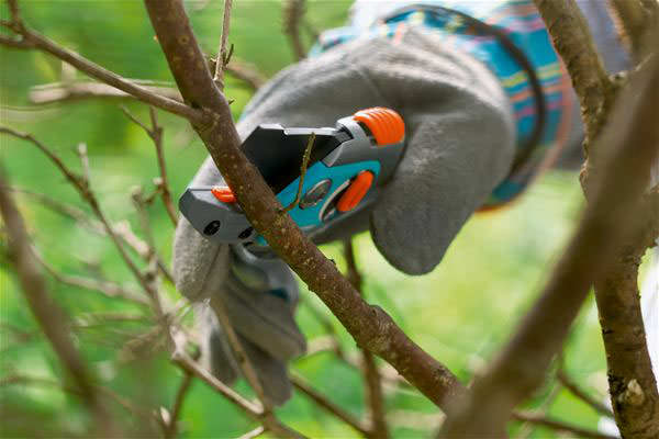 Миндаль нуждается в регулярных обрезках, в процессе которых удаляются сухие и больные ветви