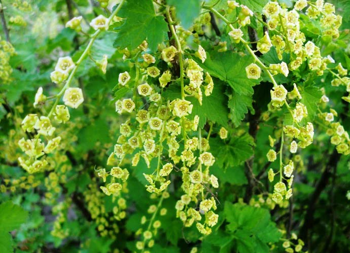 Период плодоношения куста смородины Лентяй приходится на конец июля и середину августа