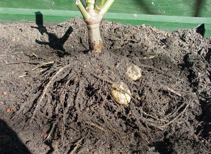 Деление георгины начинается с выкапывания, которое производят после начала заморозков
