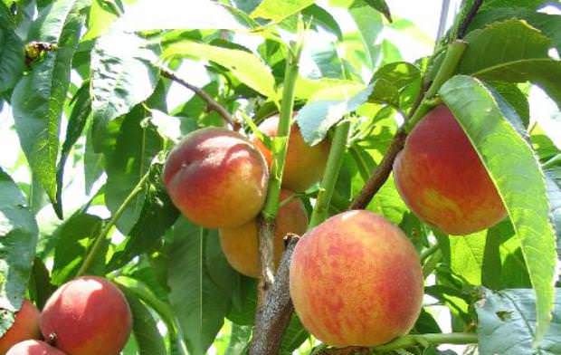 Сорт «Фаворит Мореттини» характеризуется садоводами как высокоурожайный