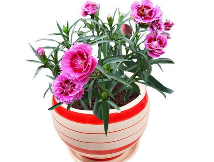 Чтобы слишком не тянулась вверх ваша гвоздика комнатная, уход за ней должен заключаться в обеспечении хорошей освещенности