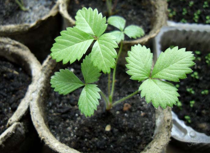 При соблюдении технологии посева и температурного режима первые ростки садовой земляники появляются примерно через две-три недели