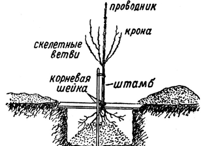 Посадку инжирного персика следует проводить в ранний весенний период, до вступления растения в фазу активной вегетации
